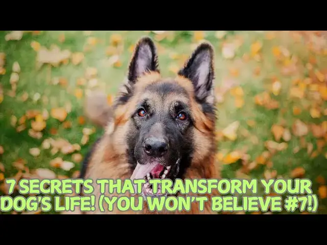 Video thumbnail for 7 Secrets That TRANSFORM Your Dog's Life! 🐶✨ (You Won’t Believe #7!)
