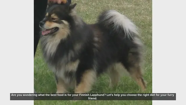 Video thumbnail for Best Diet for Your Finnish Lapphund: Tips for a Healthy and Energetic Dog