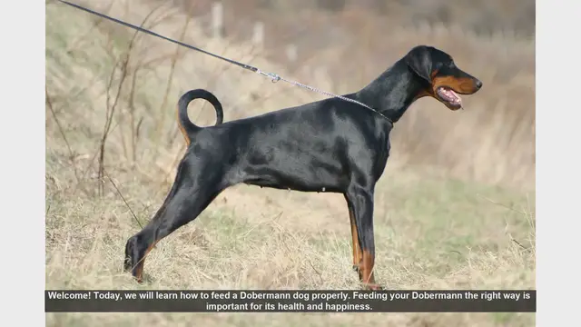 Video thumbnail for How to Properly Feed Your Dobermann: Essential Tips for a Healthy Dog