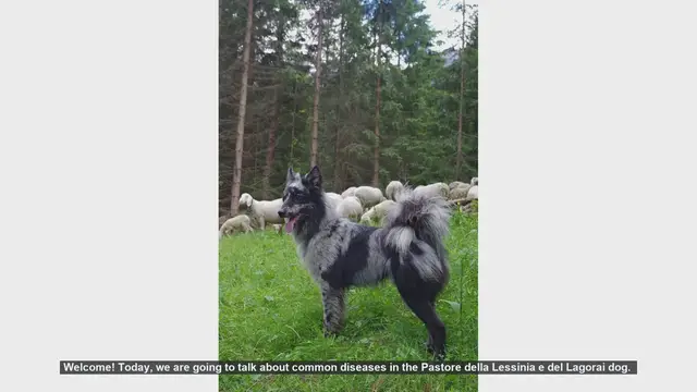 Video thumbnail for Common Health Issues in Pastore della Lessinia e del Lagorai Dogs