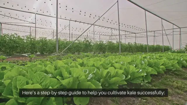 Video thumbnail for How To Grow Kale In Your Garden
