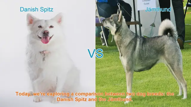 Video thumbnail for Danish Spitz vs. Jämthund: A Breed Comparison