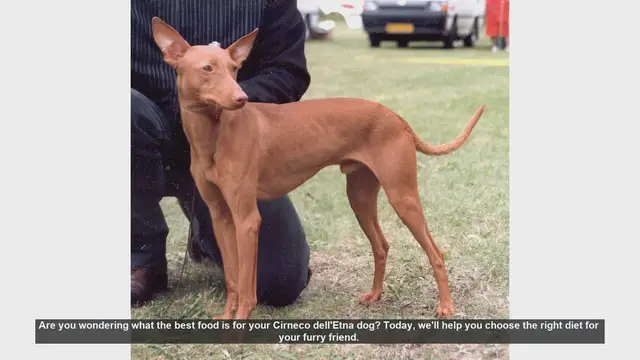 Video thumbnail for Best Diet for Your Cirneco dell'Etna: Tips for a Healthy and Happy Dog