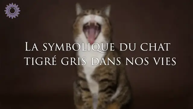 Video thumbnail for 🐈 LA SYMBOLIQUE DU CHAT TIGRÉ GRIS DANS NOS VIES