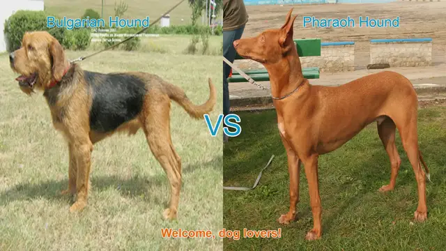 Video thumbnail for Bulgarian Hound vs. Pharaoh Hound: A Comparison of Two Unique Dog Breeds