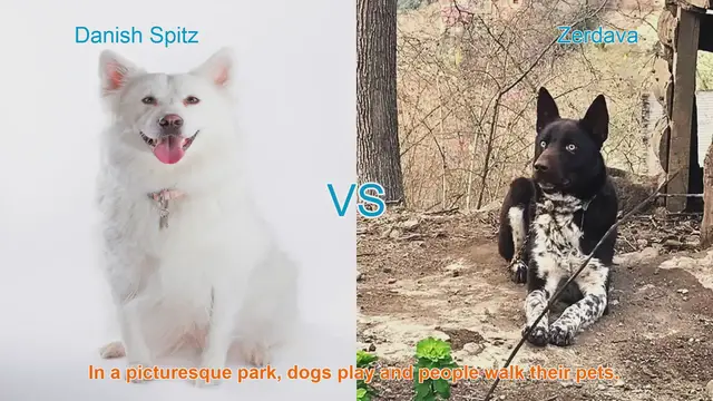 Video thumbnail for Comparing Danish Spitz and Zerdava Dog Breeds