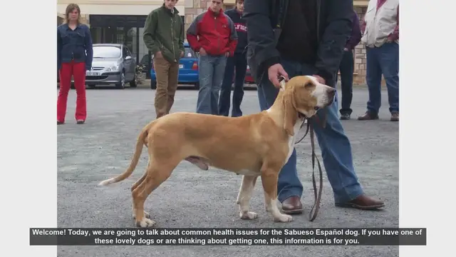 Video thumbnail for Common Health Issues in Sabueso Español Dogs: Prevention and Care Tips