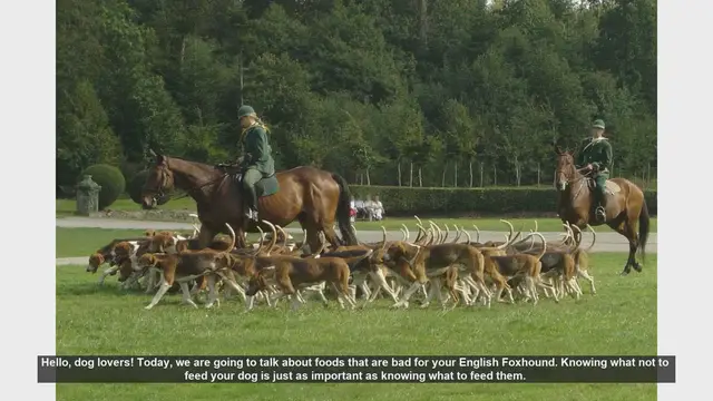 Video thumbnail for Dangerous Foods for Your English Foxhound: What to Avoid