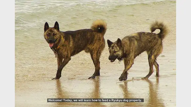 Video thumbnail for How to Properly Feed Your Ryukyu Dog