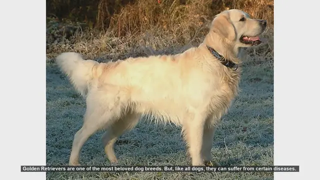 Video thumbnail for Common Health Issues in Golden Retrievers and How to Prevent Them