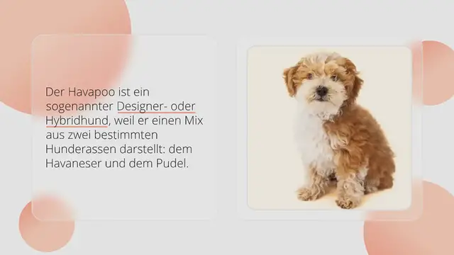 Video thumbnail for Havapoo im Porträt