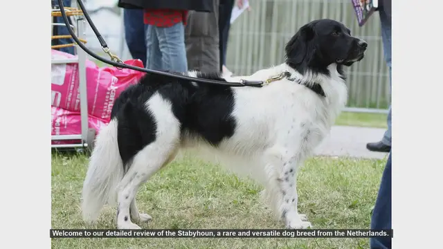 Video thumbnail for Stabyhoun Dog Breed Review: Pros and Cons