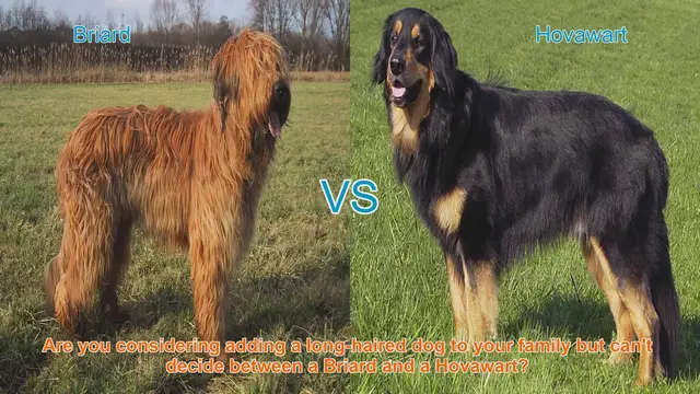 Video thumbnail for Briard vs. Hovawart: A Comprehensive Breed Comparison
