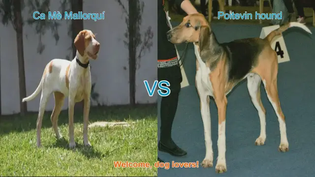 Video thumbnail for Dog Breed Comparison: Ca Mè Mallorquí vs. Poitevin Hound