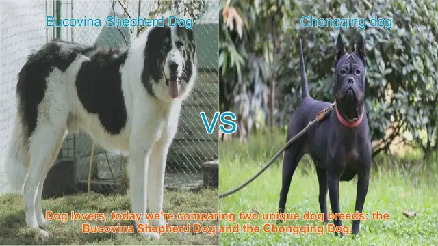 Video thumbnail for Bucovina Shepherd Dog vs. Chongqing Dog: A Breed Comparison