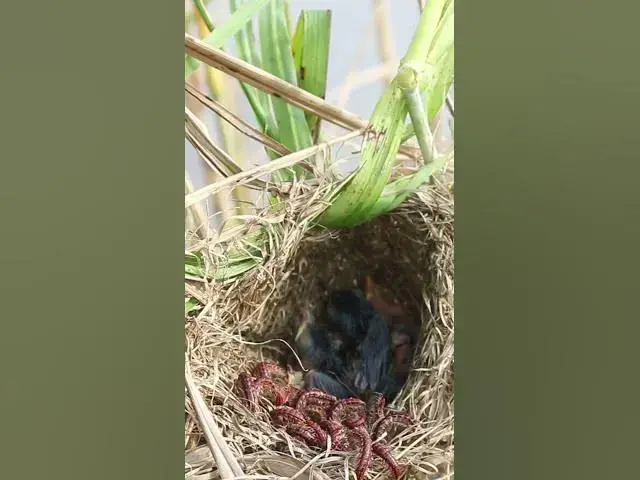 Video thumbnail for Cute of baby birds (EP-10)  #birds #nature #birdfeeding #birdwatching