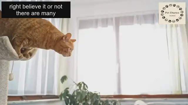 'Video thumbnail for Interesting Male Cat Facts You Should Know'