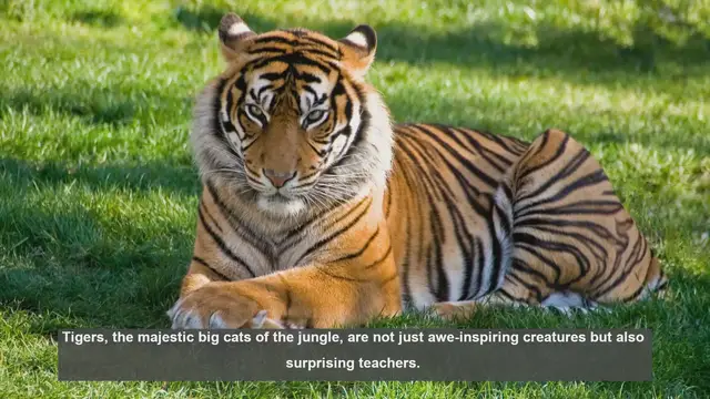 Video thumbnail for 10 Life Lessons from Tigers: Nature's Powerful Teachers