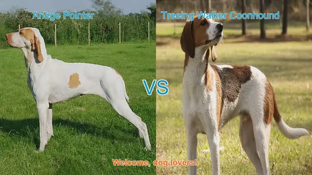 Video thumbnail for Ariège Pointer vs. Treeing Walker Coonhound: A Comparison of Two Dog Breeds