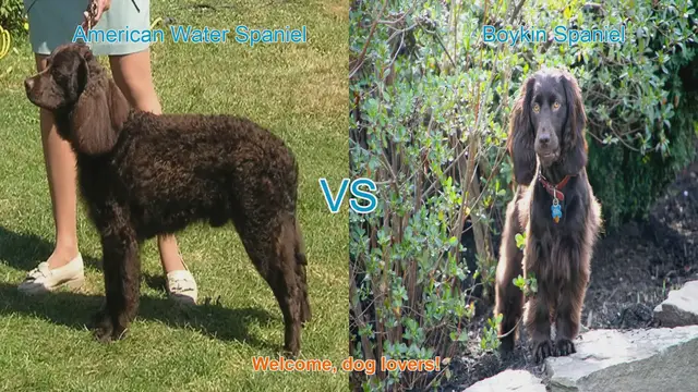 Video thumbnail for American Water Spaniel vs. Boykin Spaniel: A Comprehensive Comparison