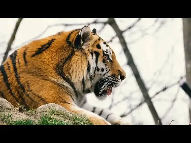 Video thumbnail for How Tigers Communicate Through Non Visual Signals