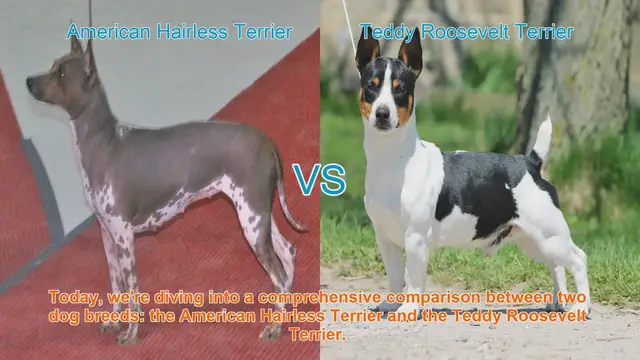 Video thumbnail for American Hairless Terrier vs. Teddy Roosevelt Terrier: A Comprehensive Breed Comparison