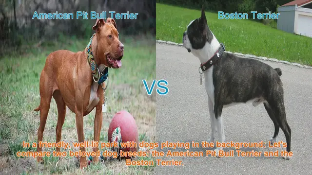 Video thumbnail for American Pit Bull Terrier vs. Boston Terrier: A Comparative Guide