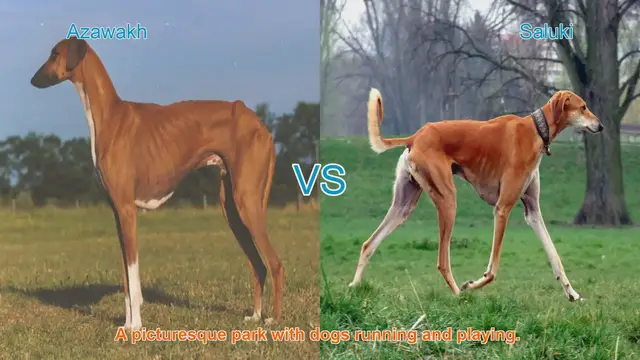 Video thumbnail for Azawakh vs. Saluki: A Comprehensive Comparison of Graceful Hound Breeds