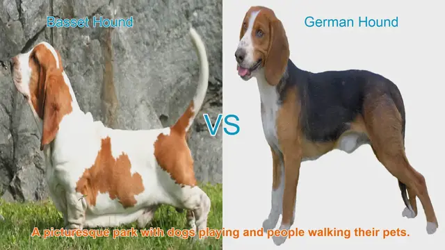 Video thumbnail for Basset Hound vs. German Hound: A Comparative Guide