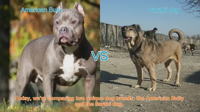 Video thumbnail for American Bully vs. Sarabi Dog: A Comparative Guide
