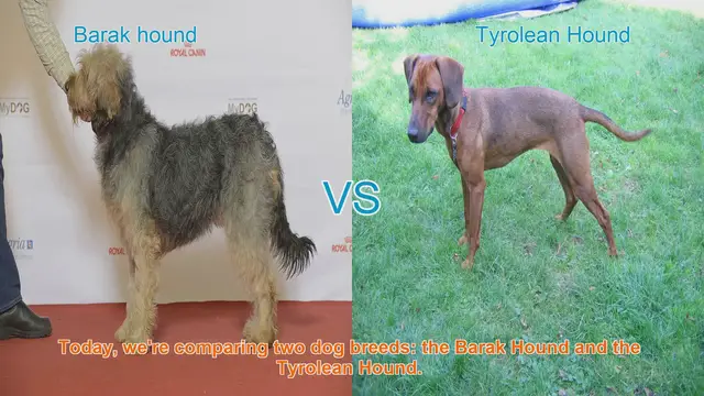 Video thumbnail for Barak Hound vs. Tyrolean Hound: A Comprehensive Comparison