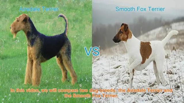Video thumbnail for Airedale Terrier vs. Smooth Fox Terrier: A Comparison of Two Terrier Breeds