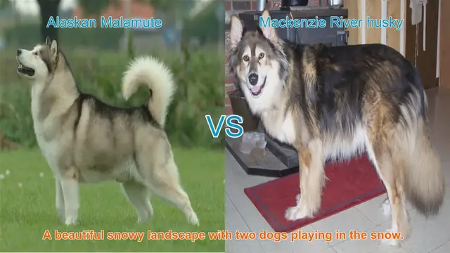 Video thumbnail for Alaskan Malamute VS Mackenzie River husky