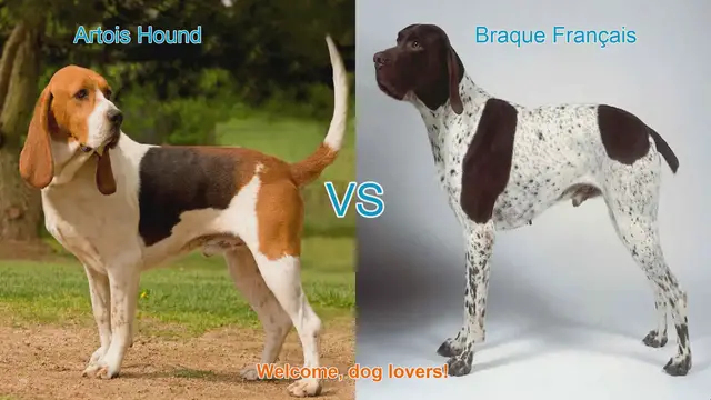 Video thumbnail for Artois Hound vs. Braque Français: A Comprehensive Comparison