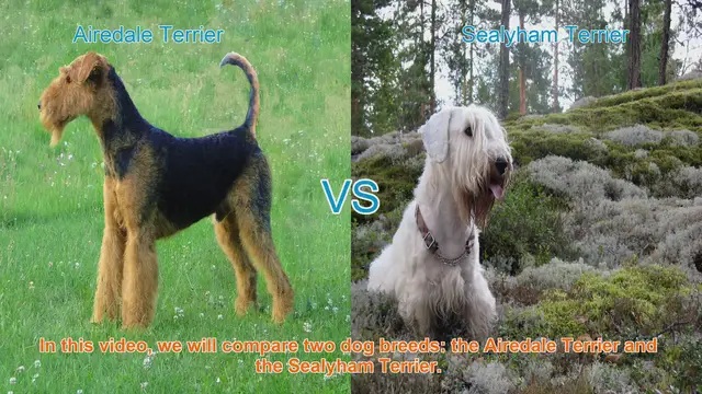 Video thumbnail for Airedale Terrier vs. Sealyham Terrier: A Comparison of Two Terrier Breeds