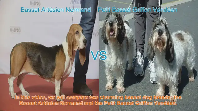 Video thumbnail for Comparing Basset Artésien Normand and Petit Basset Griffon Vendéen: A Guide to Charming Dog Breeds