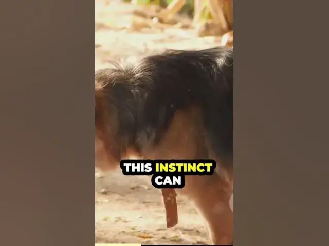 Video thumbnail for https://baloogsd.com/2024/03/01/are-german-shepherds-aggressive/