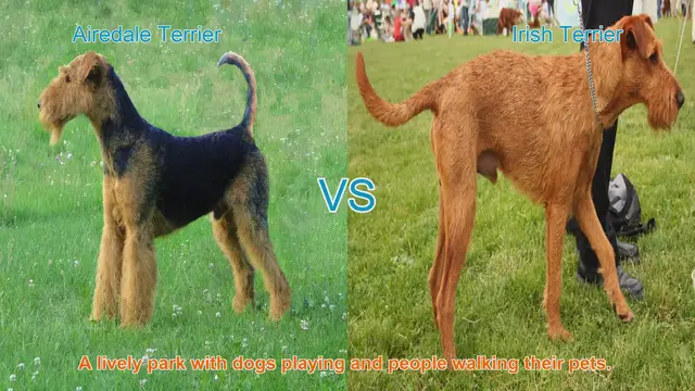 Video thumbnail for Airedale Terrier vs. Irish Terrier: A Breed Comparison