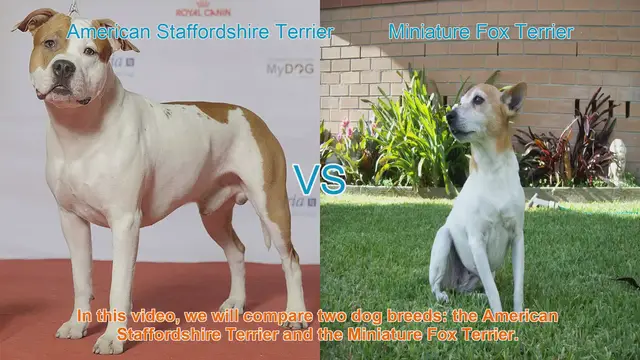 Video thumbnail for American Staffordshire Terrier vs. Miniature Fox Terrier: A Breed Comparison