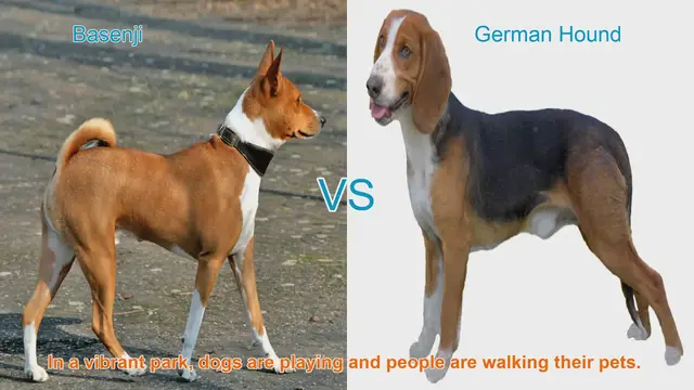 Video thumbnail for Basenji vs. German Hound: A Comparative Guide