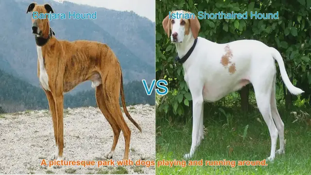 Video thumbnail for Comparing Banjara Hound and Istrian Shorthaired Hound: A Guide to Long-Leg Dog Breeds