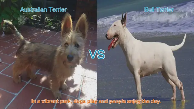 Video thumbnail for Australian Terrier vs. Bull Terrier: A Breed Comparison