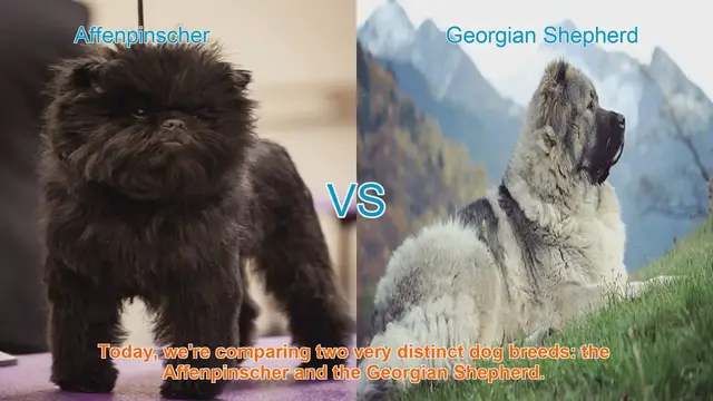 Video thumbnail for Affenpinscher vs. Georgian Shepherd: Breed Comparison Guide