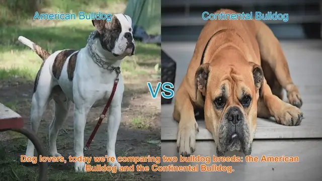 Video thumbnail for American Bulldog vs. Continental Bulldog: A Comparison