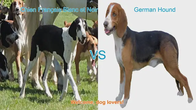 Video thumbnail for Dog Breed Comparison: Chien Français Blanc et Noir vs. German Hound