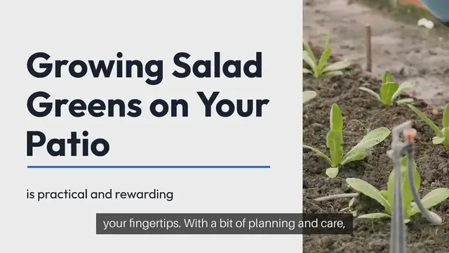Video thumbnail for Growing Salad Greens on Your Patio