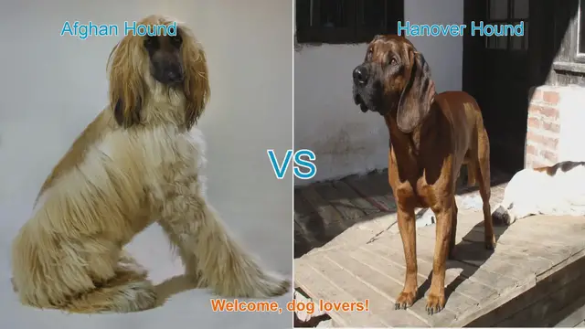 Video thumbnail for Afghan Hound vs. Hanover Hound: A Comparison of Two Distinct Dog Breeds