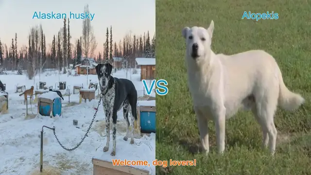 Video thumbnail for Alaskan Husky vs. Alopekis: A Comparison of Two Unique Dog Breeds