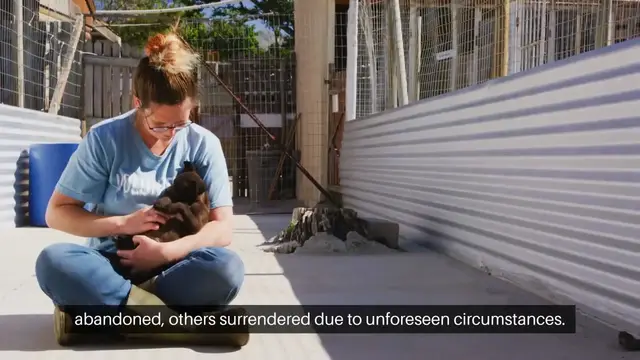 'Video thumbnail for Adopting a Pet Saving Lives'