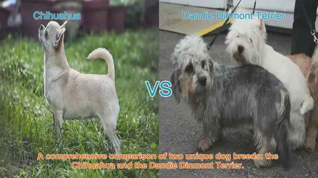 Video thumbnail for Chihuahua vs. Dandie Dinmont Terrier: A Comprehensive Breed Comparison